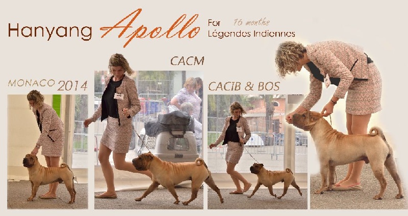 CH. hanyang Apollo for légendes indiennes - CACM / CACIB / BOS