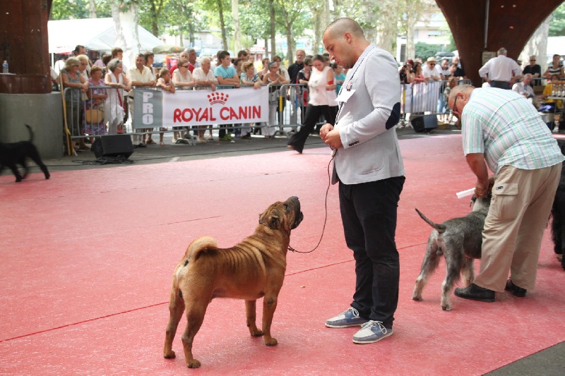 CH. mi-kumar's Beamin with delight - 1er CACIB et MEILLEUR DE RACE