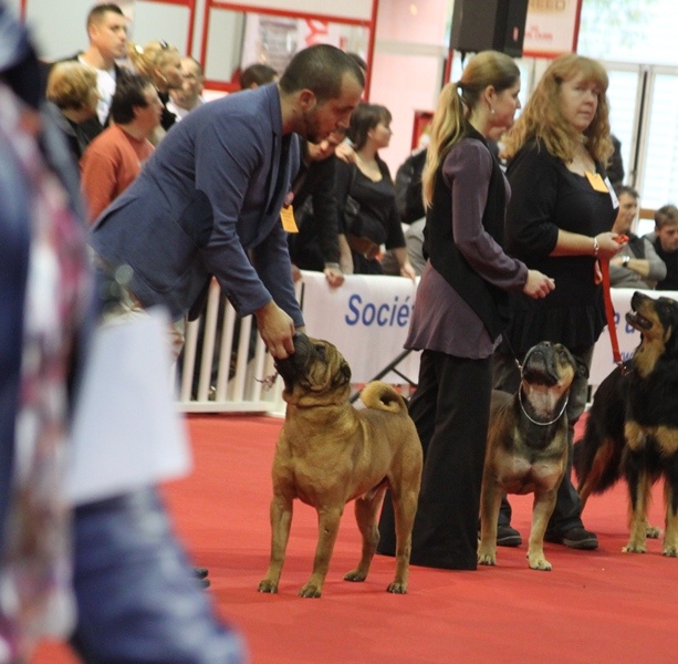 CH. mi-kumar's Beamin with delight - 1er exc CACIB & BOB