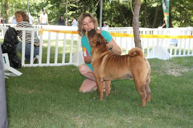 CH. mi-kumar's Beamin with delight - 1er exc Meilleur Champion et 3e BOB