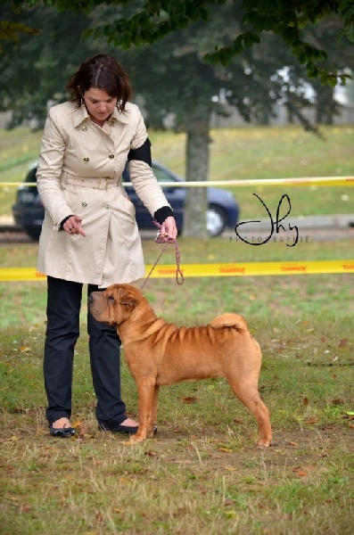 I will always love you des Legendes Indiennes - Meilleur Puppy Femelle