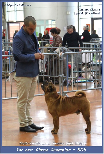 CH. mi-kumar's Beamin with delight - 1er exc CACIB & BOS Classe Champion