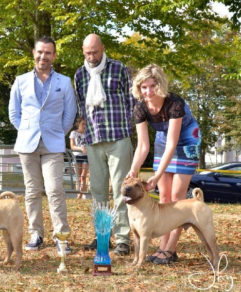 CH. hanyang Apollo for légendes indiennes - BEST IN SHOW - CACS