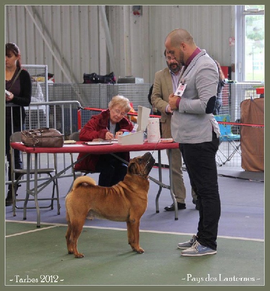 CH. mi-kumar's Beamin with delight - Excellent 1 CACs CACIB et 3eme BOG