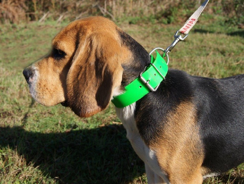 Publication : de Mont Joui