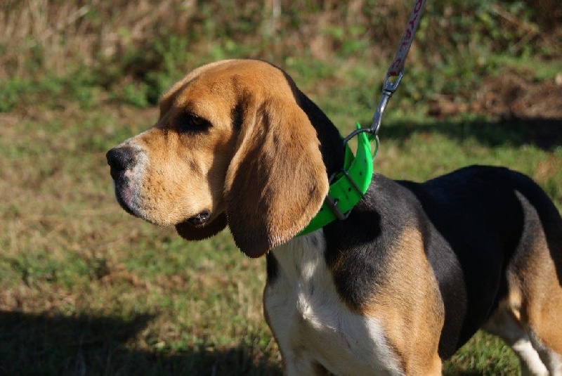 Publication : de Mont Joui