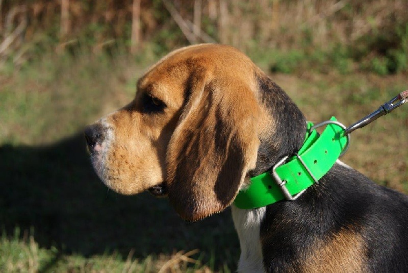 Publication : de Mont Joui