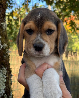 Les chiots de Beagle