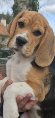 Les chiots de Beagle
