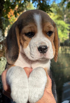 Les chiots de Beagle
