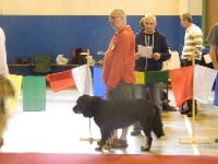 Étalon Dogue du Tibet - Lhuang Dzogtchen