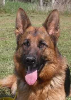 Publication : de l'Ode des Loups