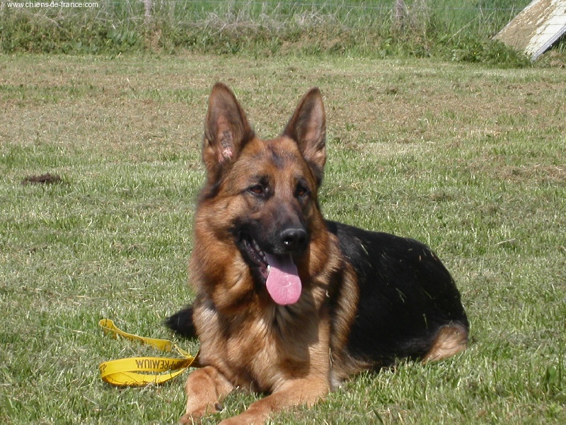 Publication : de l'Ode des Loups