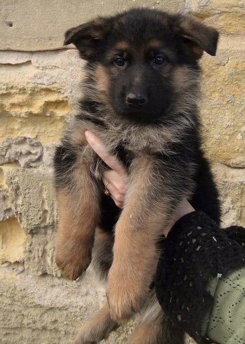 CHIOT 2 - Berger Allemand