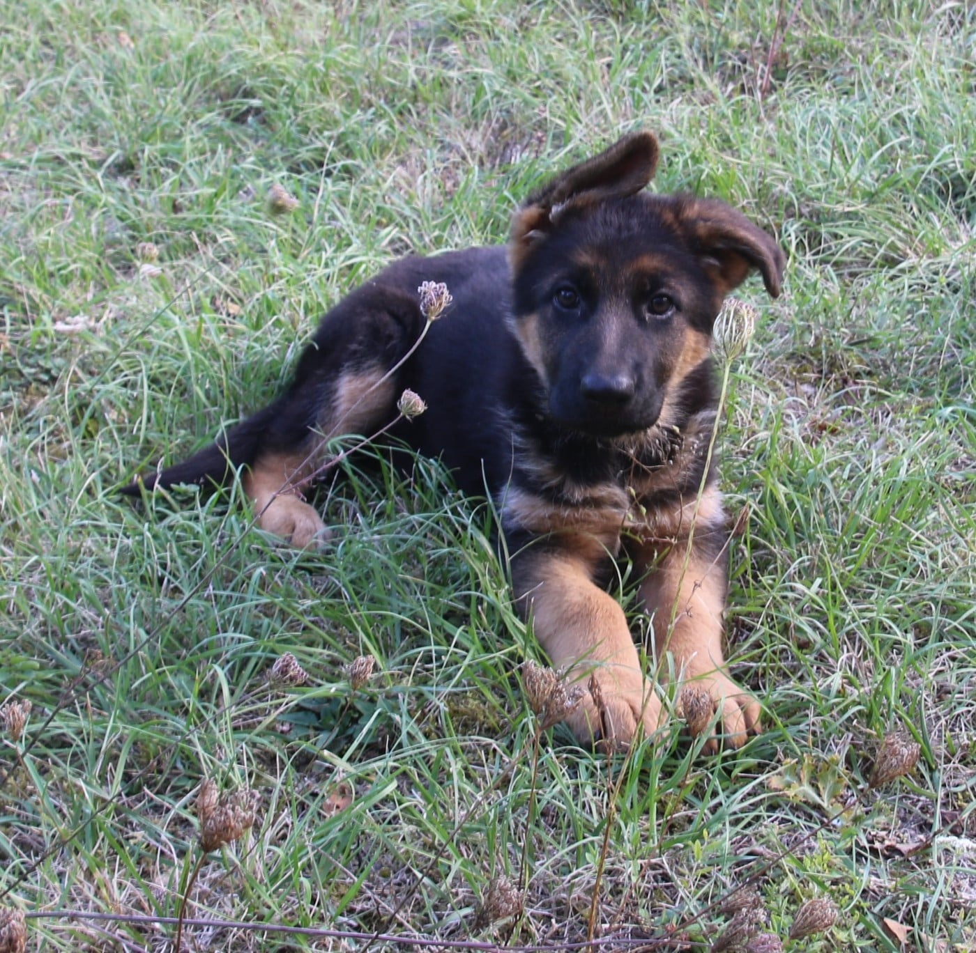 CHIOT 3 - Berger Allemand