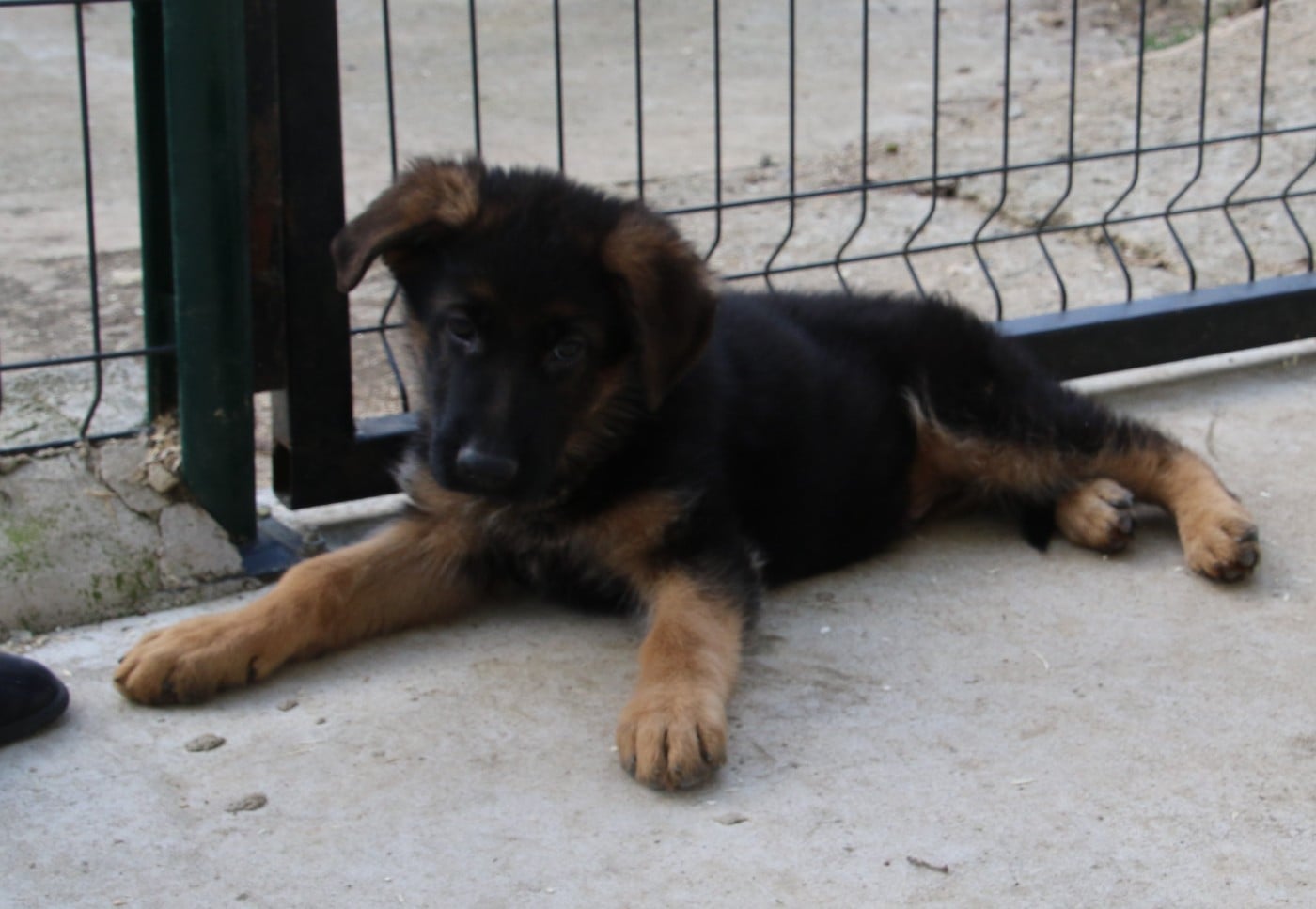 CHIOT 4 - Berger Allemand