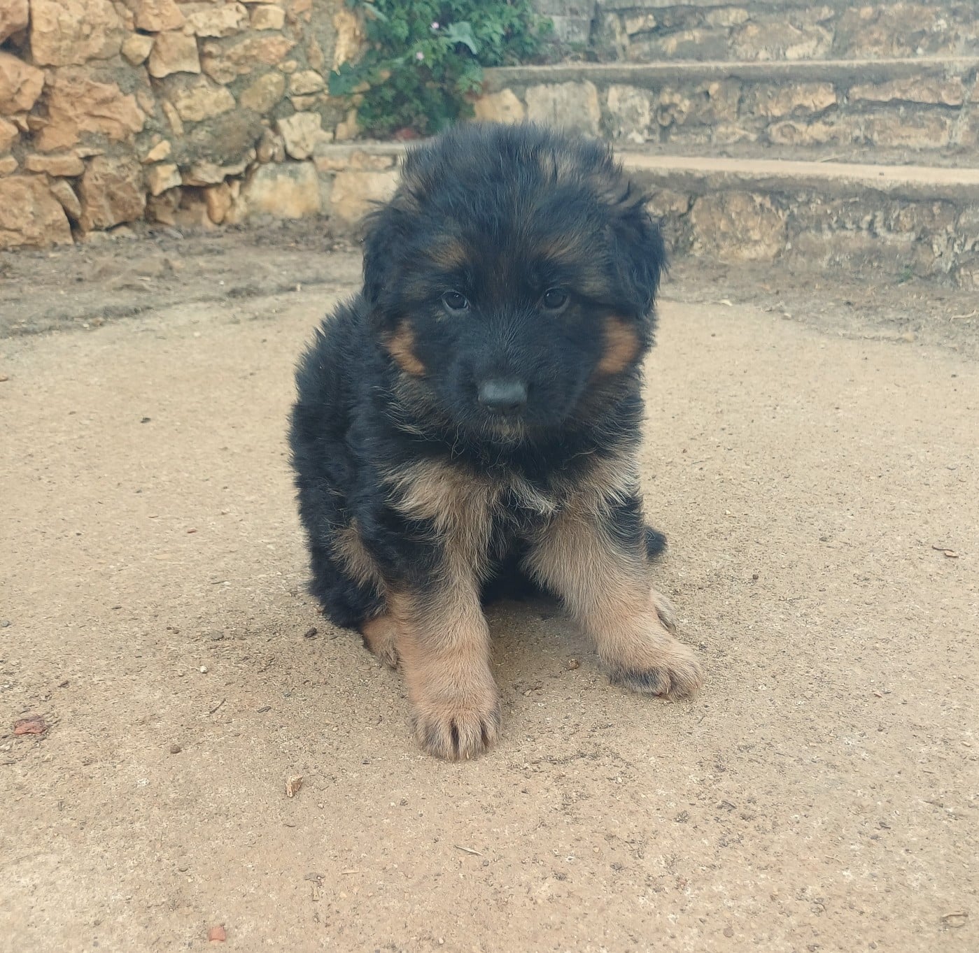 Chiot N°1 - Berger Allemand Poil Long