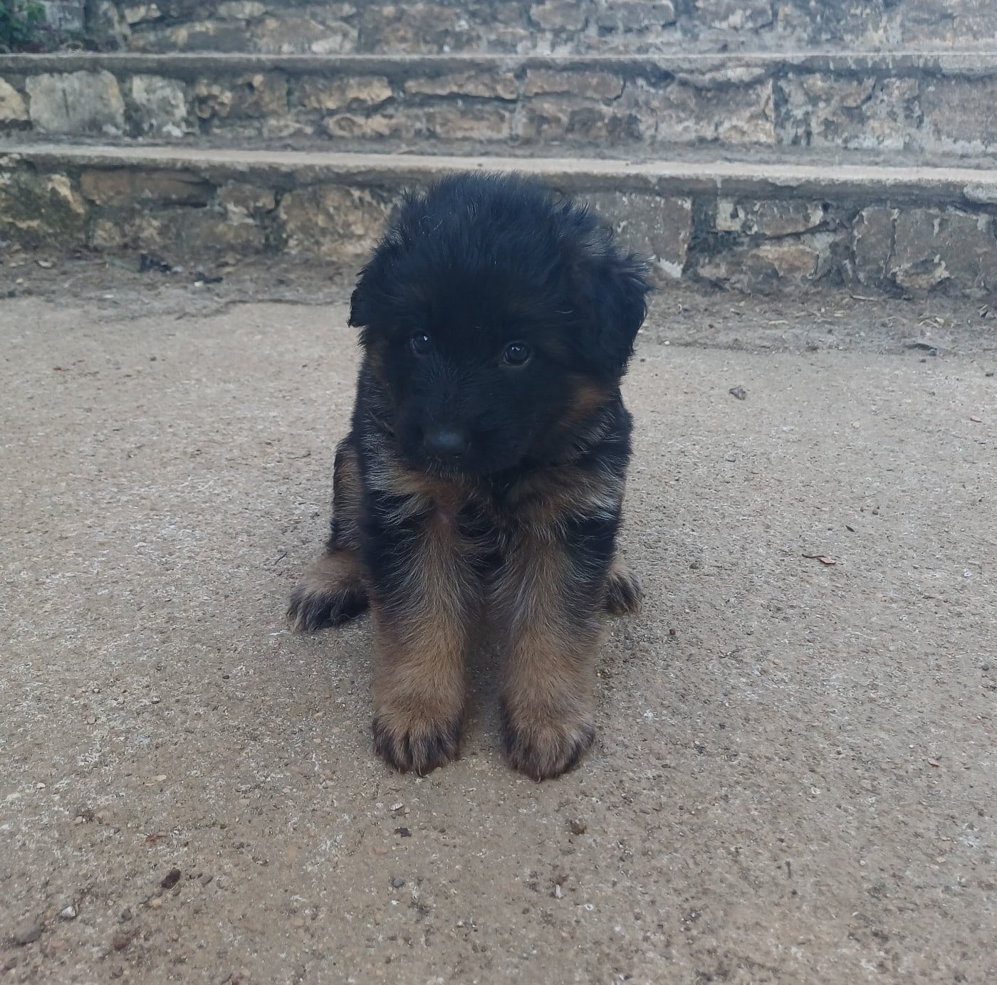 Chiot N°2 - Berger Allemand Poil Long