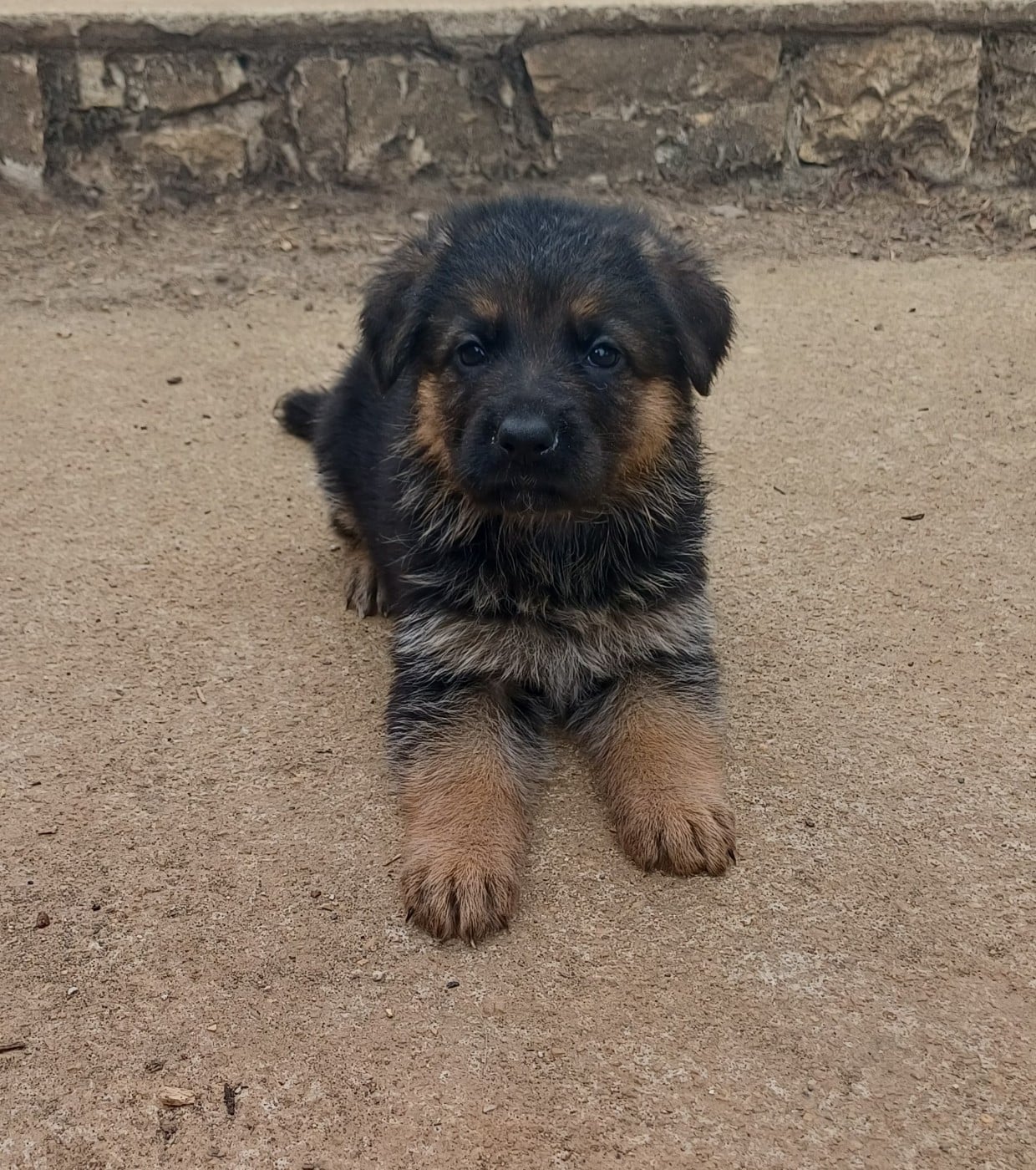 Chiot N°7 - Berger Allemand