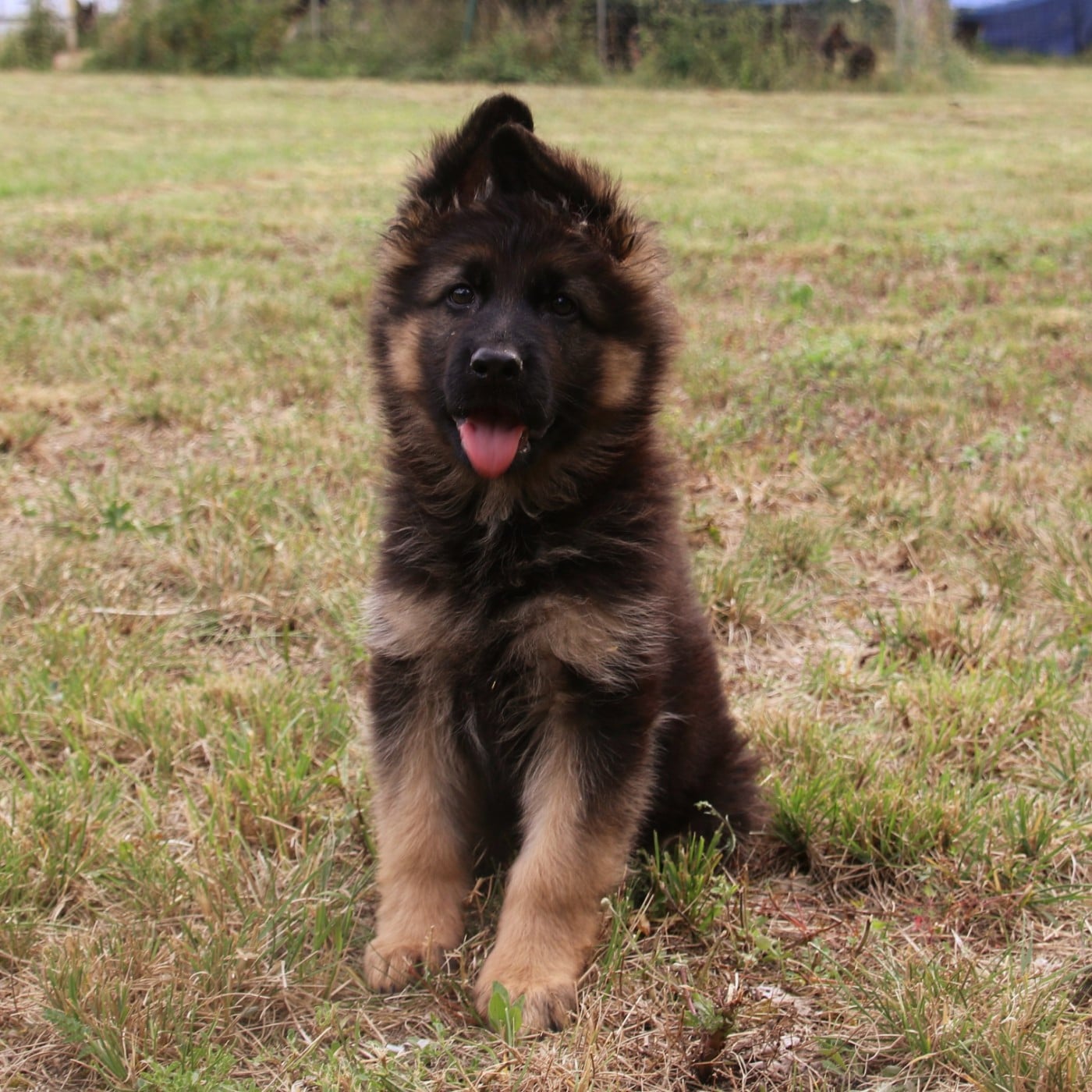 Chiot N°1