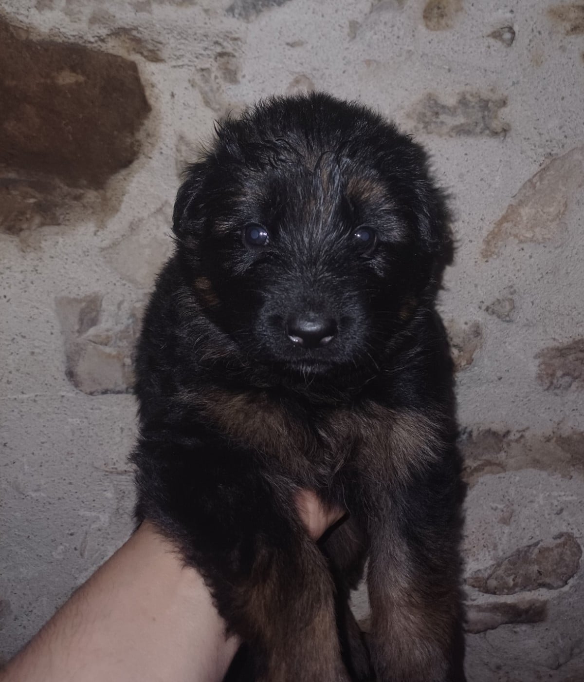 Chiot N°3 - Berger Allemand Poil Long
