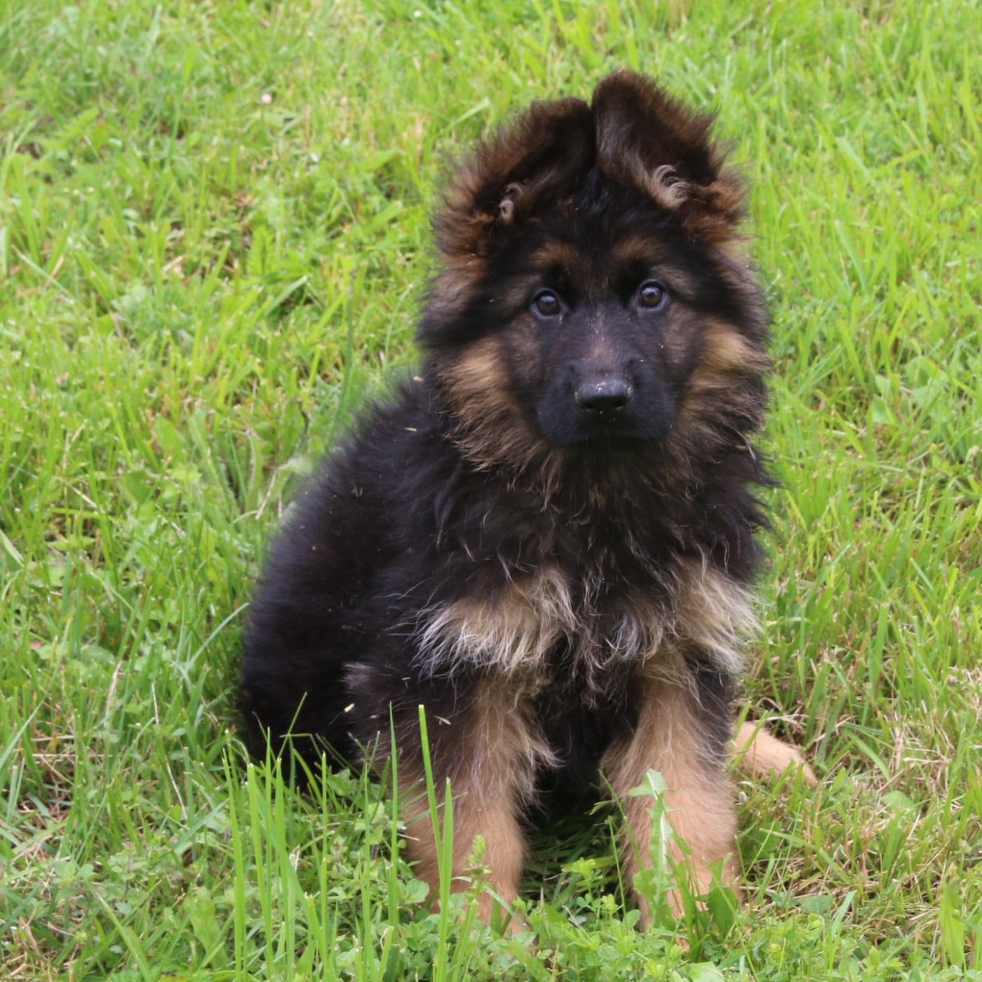 Chiot N°6