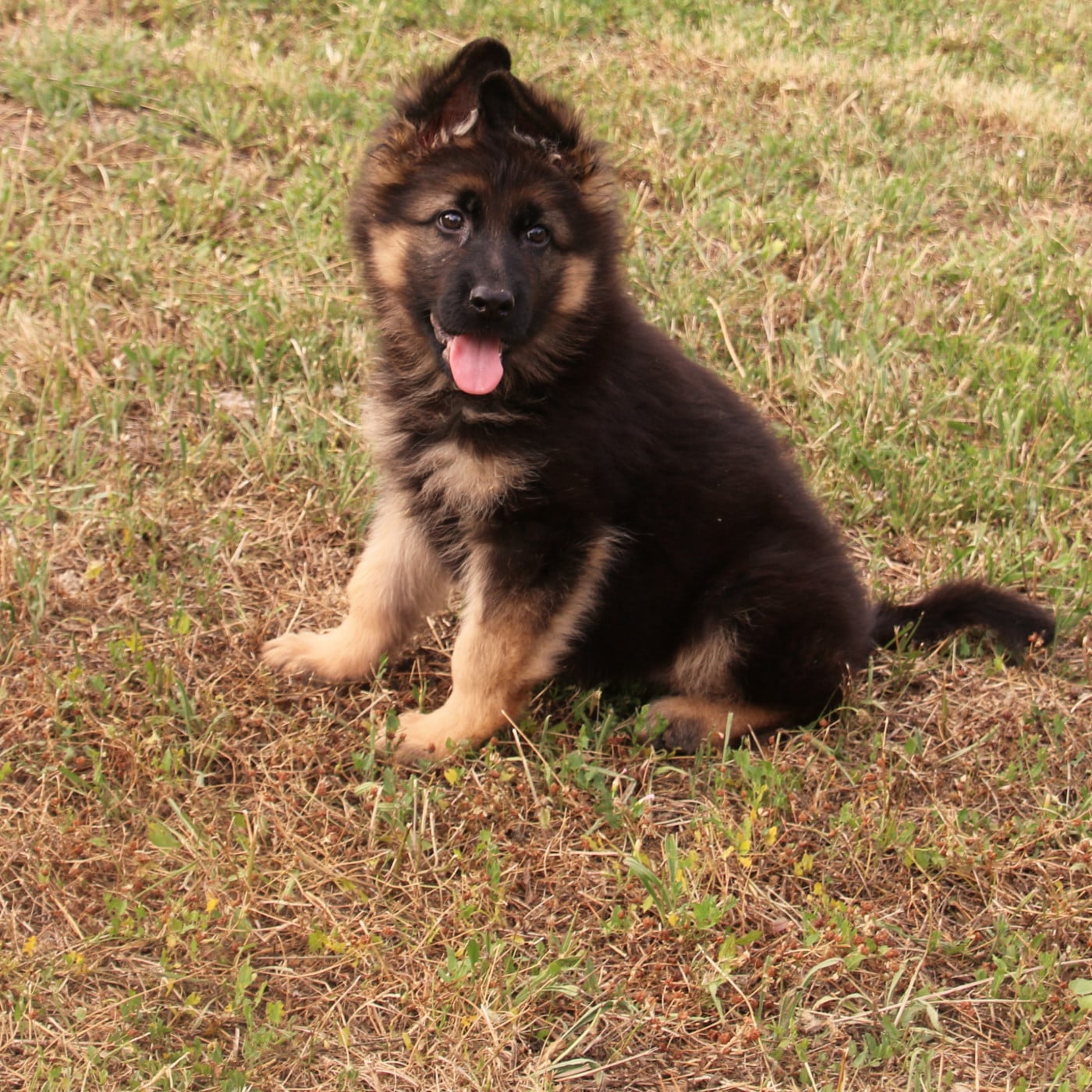 Chiot N°6
