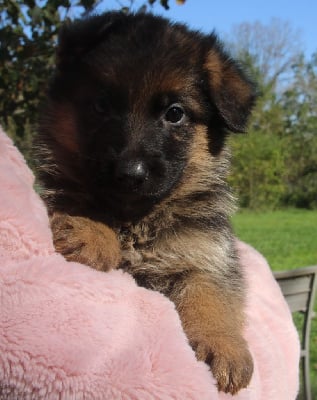 Les chiots de Berger Allemand