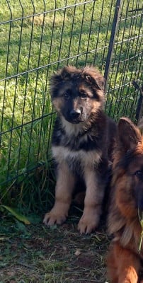 Les chiots de Berger Allemand Poil Long