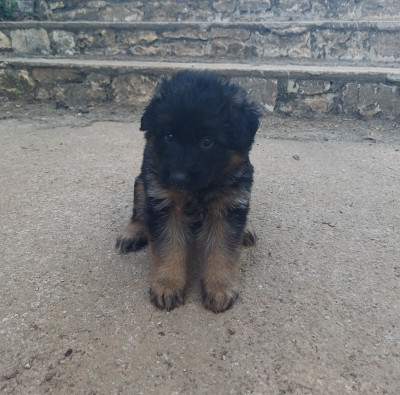Les chiots de Berger Allemand Poil Long