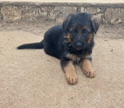 Les chiots de Berger Allemand