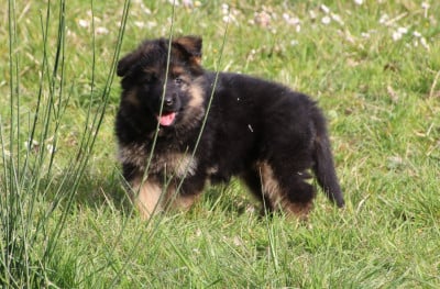 Les chiots de Berger Allemand Poil Long