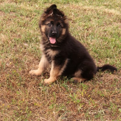 Les chiots de Berger Allemand Poil Long