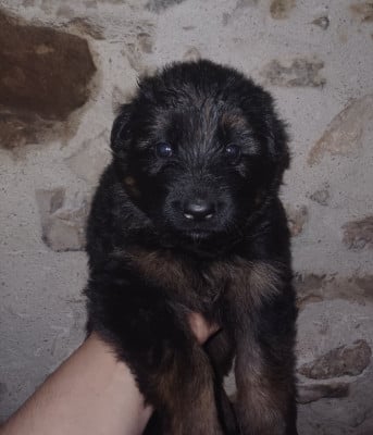 Les chiots de Berger Allemand Poil Long