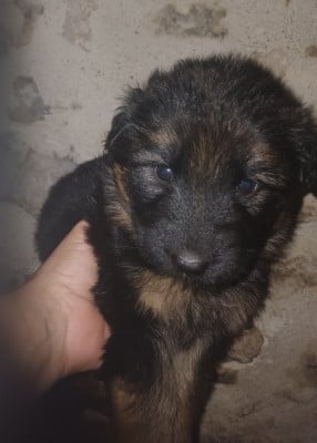 Les chiots de Berger Allemand Poil Long