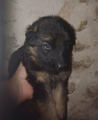 Les chiots de Berger Allemand Poil Long