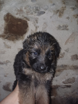 Les chiots de Berger Allemand