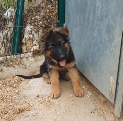 Les chiots de Berger Allemand Poil Long