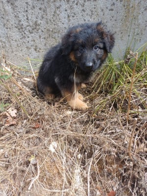 Berger Allemand Poil Long