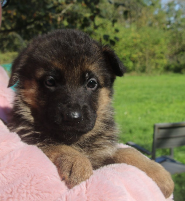 Les chiots de Berger Allemand