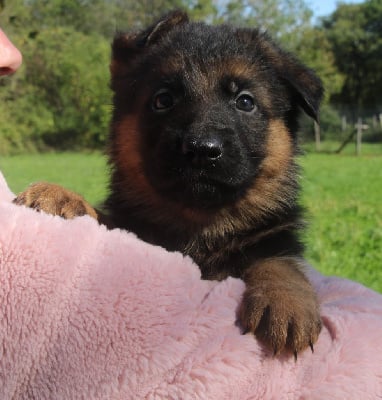 Les chiots de Berger Allemand