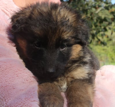 Les chiots de Berger Allemand