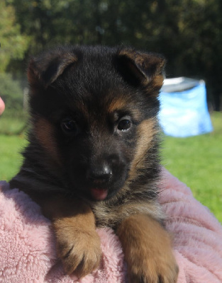 Les chiots de Berger Allemand