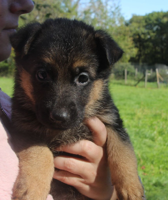 Les chiots de Berger Allemand