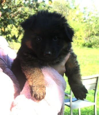 Les chiots de Berger Allemand