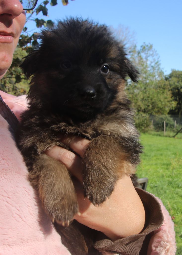 CHIOT 2 - Berger Allemand