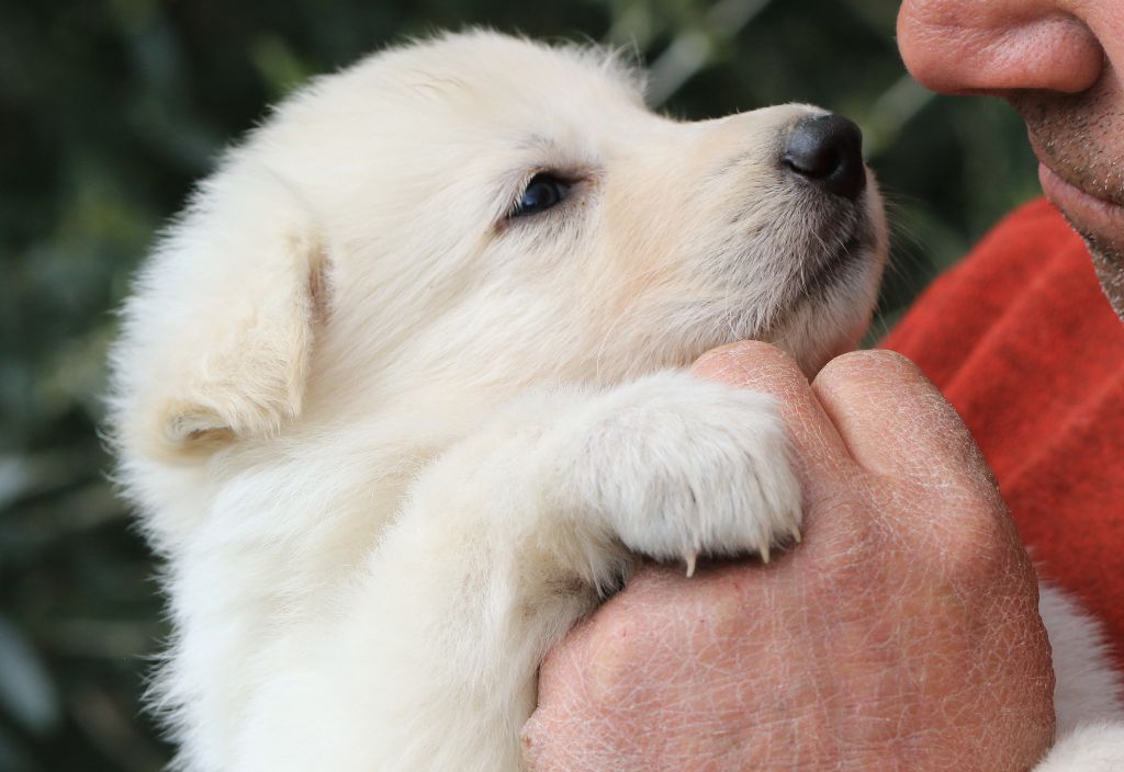 Accueil Elevage Di U Vecchiu Eleveur De Chiens Berger Blanc Suisse