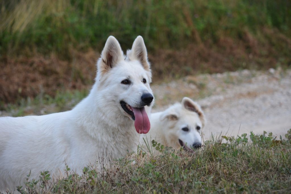 Publication : di u Vecchiu