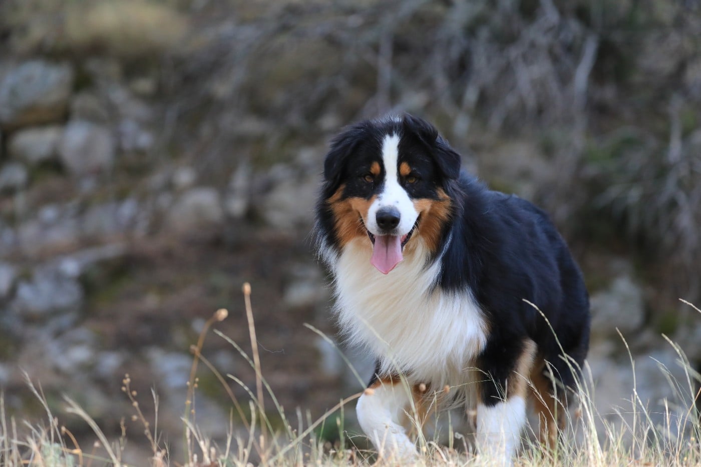 Pumonte di u Vecchiu