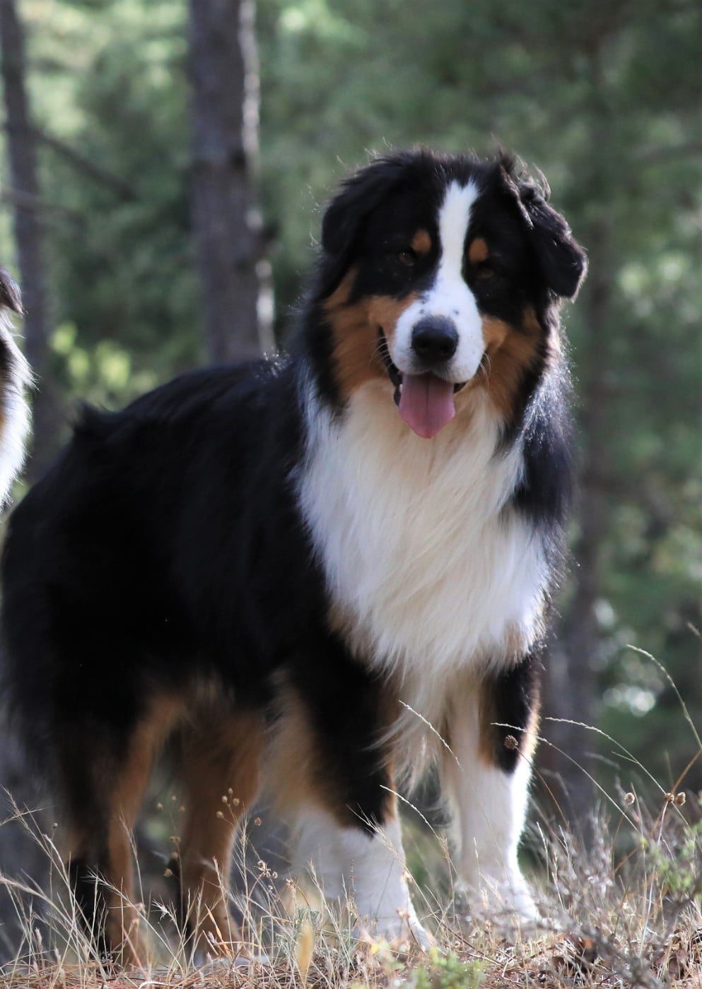 Pumonte di u Vecchiu